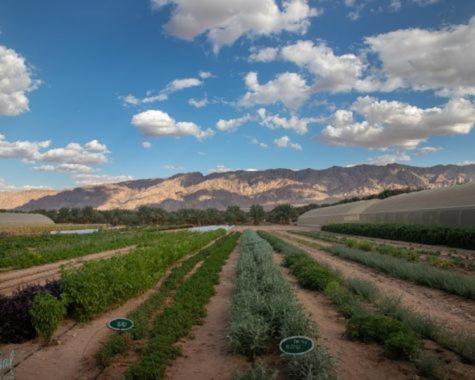 Elifaz Desert Experience Holiday 外观 照片